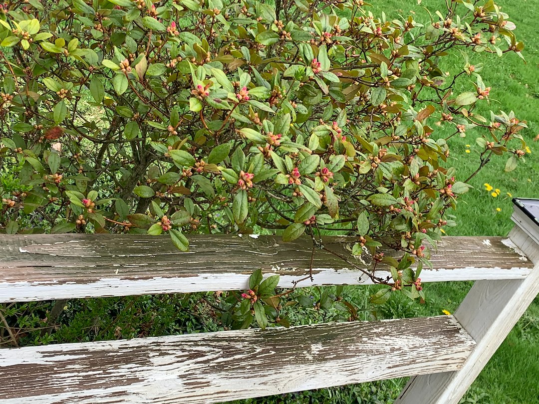 Top Quality Deck Cleaning in Portage Lakes, Ohio